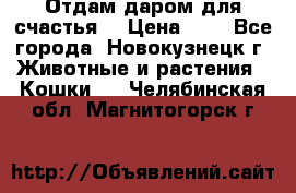 Отдам даром для счастья. › Цена ­ 1 - Все города, Новокузнецк г. Животные и растения » Кошки   . Челябинская обл.,Магнитогорск г.